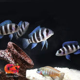 Frontosa size 2.5” (tail included)